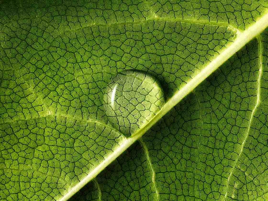 Close-up of a water droplet on a green leaf, representing EHS and sustainability